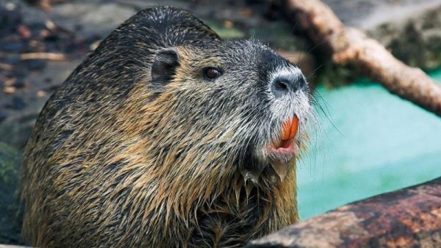 Detectan una colonia de coipús en el río Segura